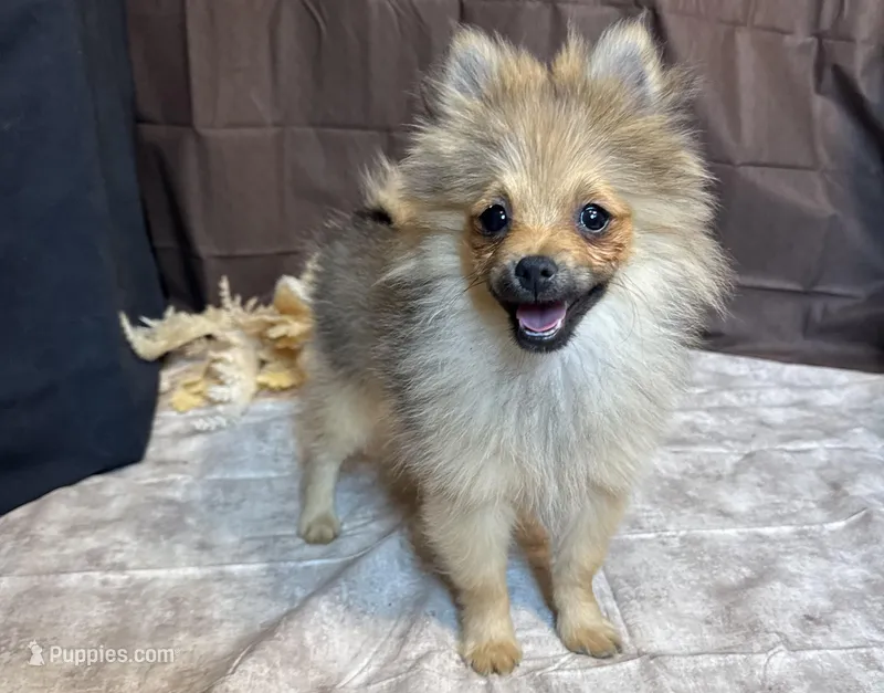 Rowan – Pomeranian puppy for sale in Richland, MO