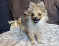Rowan, a male Pomeranian for sale in Richland, MO – Photo 1 of 8