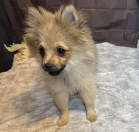 Rowan, a male Pomeranian for sale in Richland, MO – Photo 6 of 8