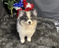Cooper, a male Pomeranian for sale in Richland, MO – 4 of 8