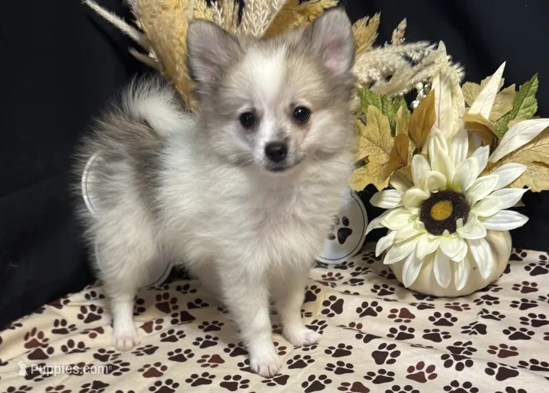 Braison – Pomeranian puppy for sale in Richland, MO