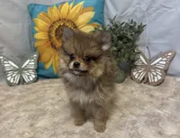 Chloe, a female Pomeranian for sale in Richland, MO – 3 of 8