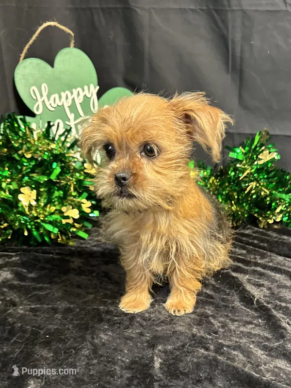 Merrick – Yorkshire Terrier, Brussels Griffon puppy for sale in Richland, MO