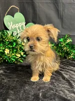 Merrick, a male Yorkshire Terrier and Brussels Griffon for sale in Richland, MO – Photo 1 of 4