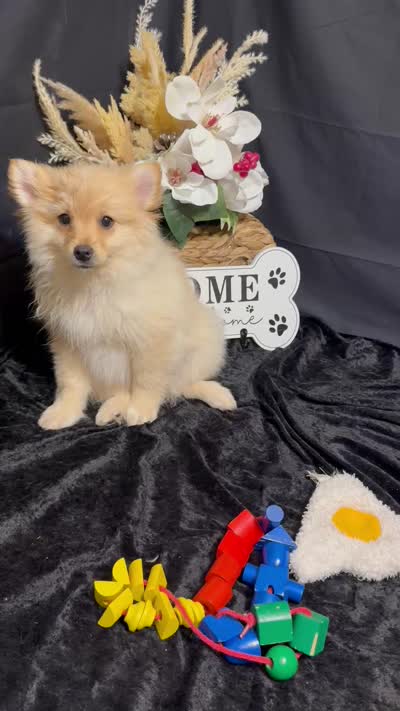 Truett, a male Pomeranian for sale in Richland, MO – 7 of 7