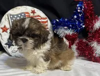 Sean, a male Shih Tzu for sale in Richland, MO – 2 of 6