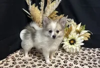 Braison, a male Pomeranian for sale in Richland, MO – 3 of 6