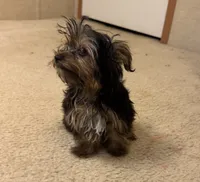 Maisyn, a male Yorkshire Terrier for sale in Richland, MO – 3 of 5