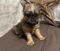 Ayden, a male Brussels Griffon for sale in Richland, MO – 6 of 6