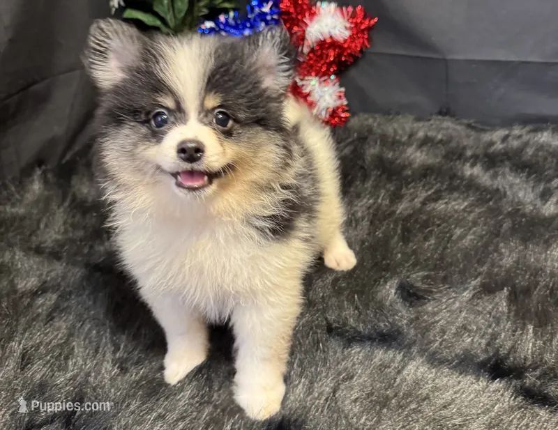 Cooper – Pomeranian puppy for sale in Richland, MO