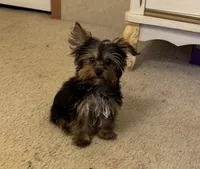Maisyn, a male Yorkshire Terrier for sale in Richland, MO – 2 of 5