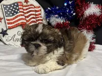 Sean, a male Shih Tzu for sale in Richland, MO – 3 of 6
