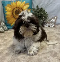 Edison, a male Shih Tzu for sale in Richland, MO – 2 of 7