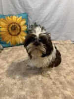 Edison, a male Shih Tzu for sale in Richland, MO – 4 of 7