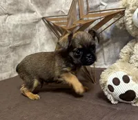 Andon, a male Brussels Griffon for sale in Richland, MO – 5 of 5