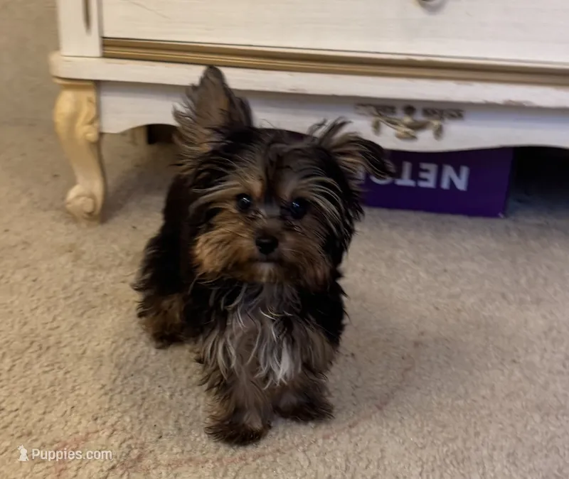 Maisyn – Yorkshire Terrier puppy for sale in Richland, MO