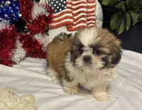 Shayla, a female Shih Tzu for sale in Richland, MO – 4 of 5