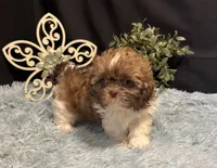 Ember, a female Shih Tzu for sale in Richland, MO – 2 of 8
