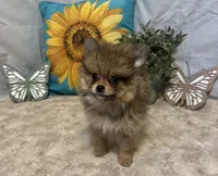 Chloe, a female Pomeranian for sale in Richland, MO – 4 of 8