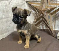 Andon, a male Brussels Griffon for sale in Richland, MO – 3 of 5