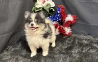 Cooper, a male Pomeranian for sale in Richland, MO – 6 of 8