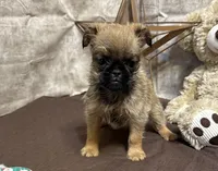 Angel, a male Brussels Griffon for sale in Richland, MO – 5 of 6
