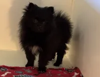 Tenzin, a male Pomeranian for sale in Richland, MO – 2 of 7