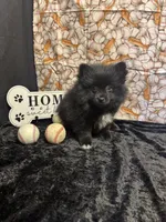 Treyvon, a male Pomeranian for sale in Richland, MO – 2 of 3