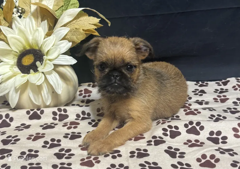 Ariah – Brussels Griffon puppy for sale in Richland, MO