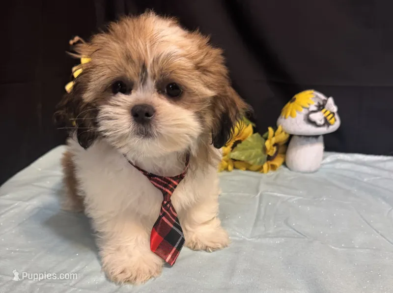 Selah – Shih Tzu puppy for sale in Richland, MO