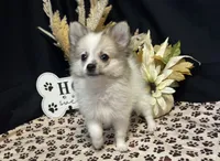 Braison, a male Pomeranian for sale in Richland, MO – 6 of 6
