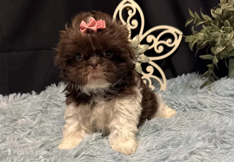 Embersyn – Shih Tzu puppy for sale in Richland, MO