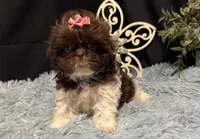 Embersyn, a female Shih Tzu for sale in Richland, MO – 1 of 7