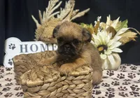 Ariah, a male Brussels Griffon for sale in Richland, MO – 5 of 7