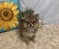 Chloe, a female Pomeranian for sale in Richland, MO – 7 of 8