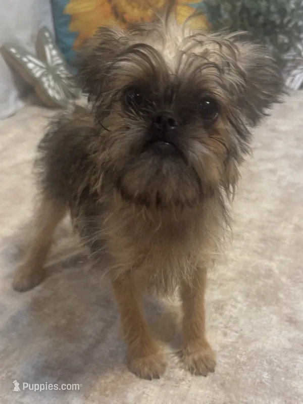 Analynn – Brussels Griffon puppy for sale in Richland, MO