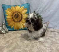 Edison, a male Shih Tzu for sale in Richland, MO – 5 of 7