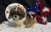 Sean, a male Shih Tzu for sale in Richland, MO – 1 of 6