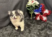 Cooper, a male Pomeranian for sale in Richland, MO – 3 of 8