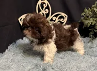 Embersyn, a female Shih Tzu for sale in Richland, MO – 4 of 7