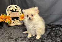 Caleb, a male Pomeranian for sale in Richland, MO – 3 of 7
