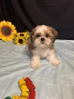 Saylor, a male Shih Tzu for sale in Richland, MO – 2 of 6
