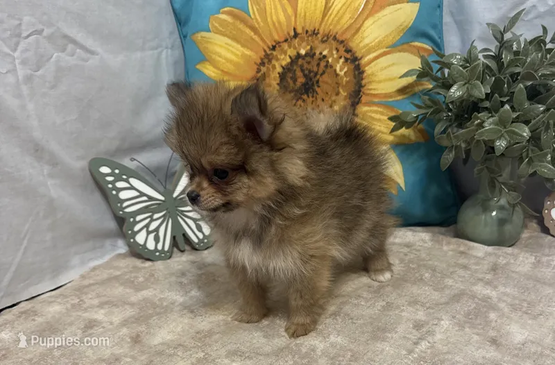 Chloe – Pomeranian puppy for sale in Richland, MO