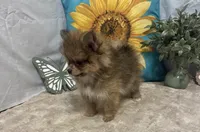Chloe, a female Pomeranian for sale in Richland, MO – 1 of 8
