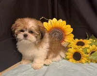 Selah, a male Shih Tzu for sale in Richland, MO – 7 of 7