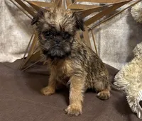 Ayden, a male Brussels Griffon for sale in Richland, MO – 2 of 6