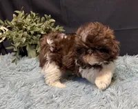 Embersyn, a female Shih Tzu for sale in Richland, MO – 6 of 7