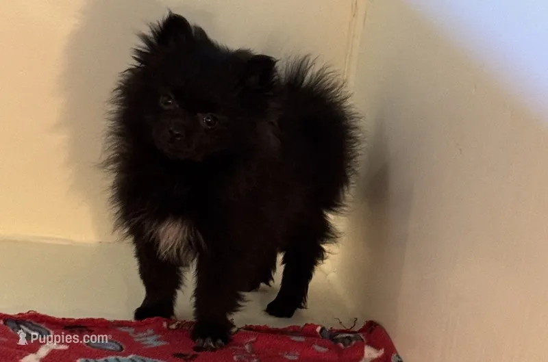 Tenzin, a male Pomeranian for sale in Richland, MO – 1 of 7
