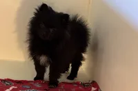 Tenzin, a male Pomeranian for sale in Richland, MO – 1 of 7