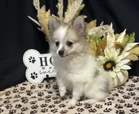 Braison, a male Pomeranian for sale in Richland, MO – 4 of 6